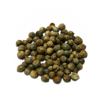 Coriander