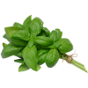 Fresh Basil