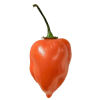 Habanero Peppers