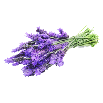 Lavender Ingredient