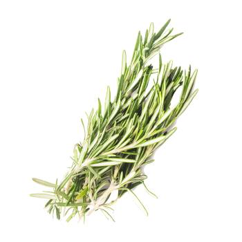 Rosemary Ingredient